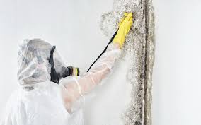 Environmental Consulting for Mold Prevention in Emory, TX